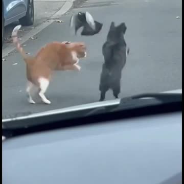 The pigeon’s guardian angel 🤣