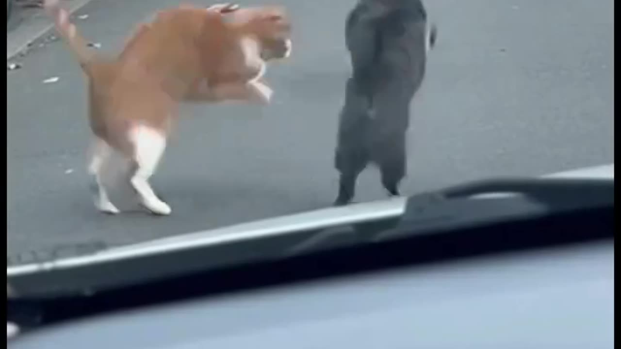 The pigeon’s guardian angel 🤣