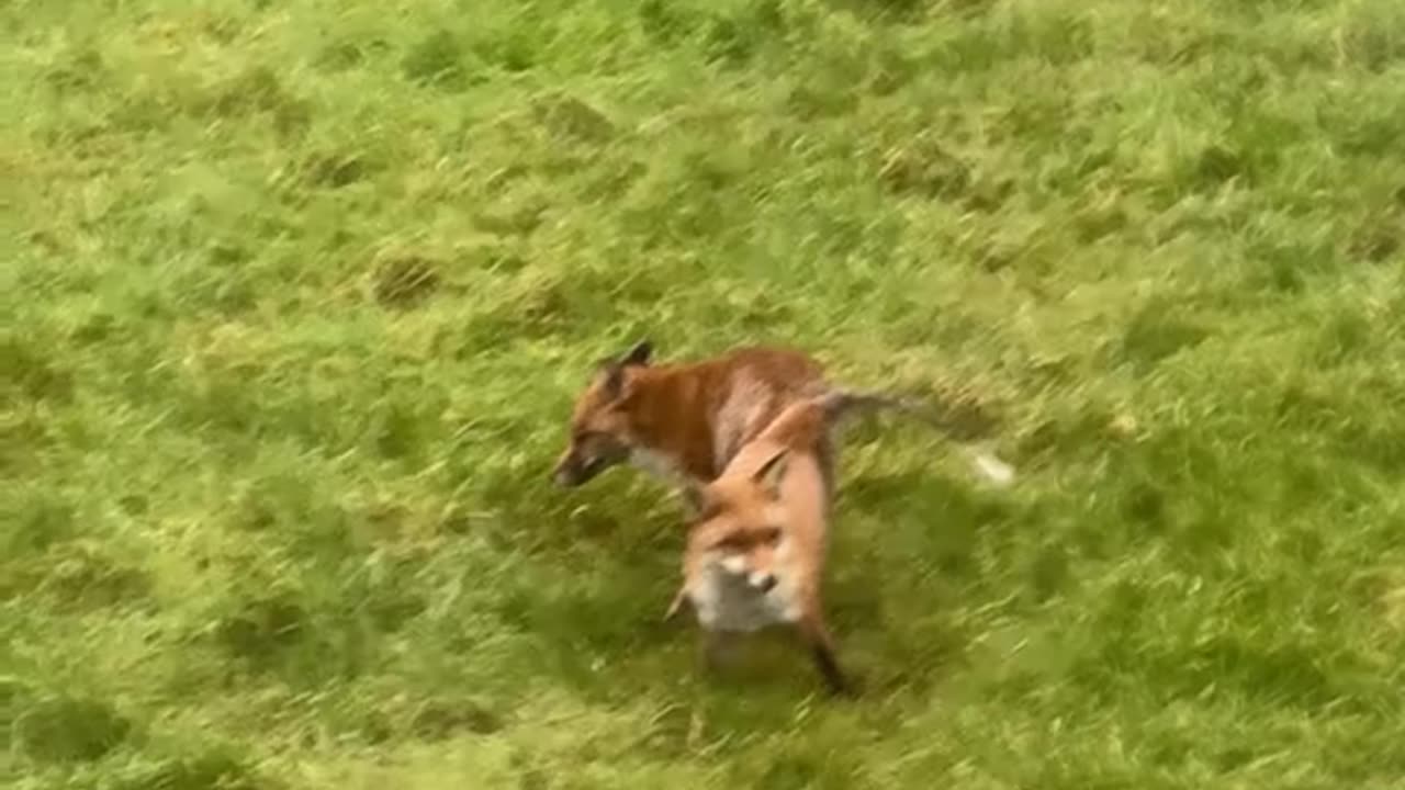 Foxes Get “Stuck” in a Bristol Garden 🦊😂