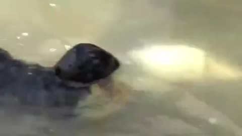 "Otter Dives into the Water for a Thrilling Fish Hunt!"