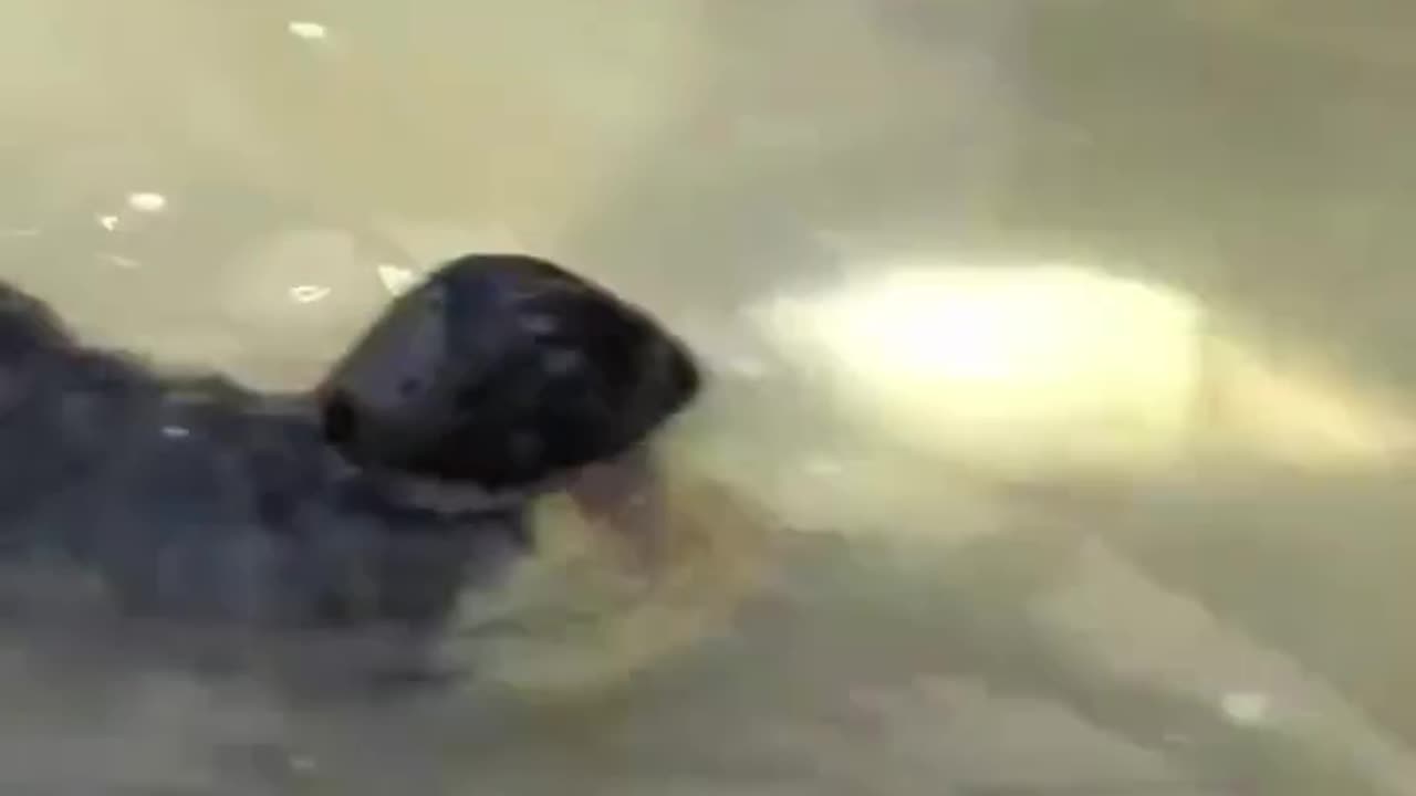 "Otter Dives into the Water for a Thrilling Fish Hunt!"