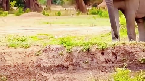 Elephant Kindness