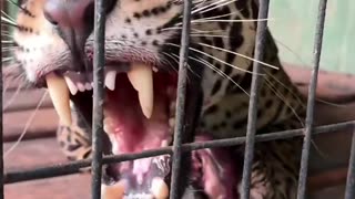 Kind people rescued a jaguar that was injured and fell into the water