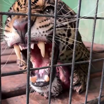 Kind people rescued a jaguar that was injured and fell into the water