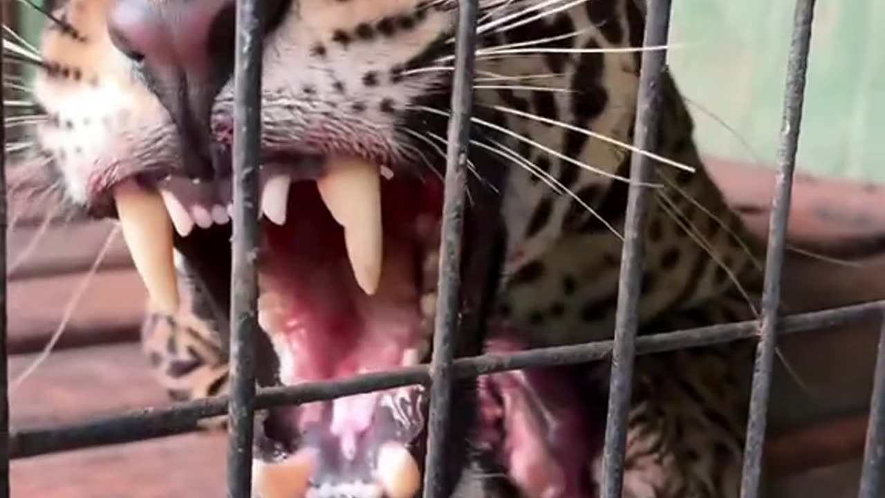Kind people rescued a jaguar that was injured and fell into the water
