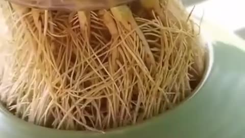 Ways to promote better root growth?