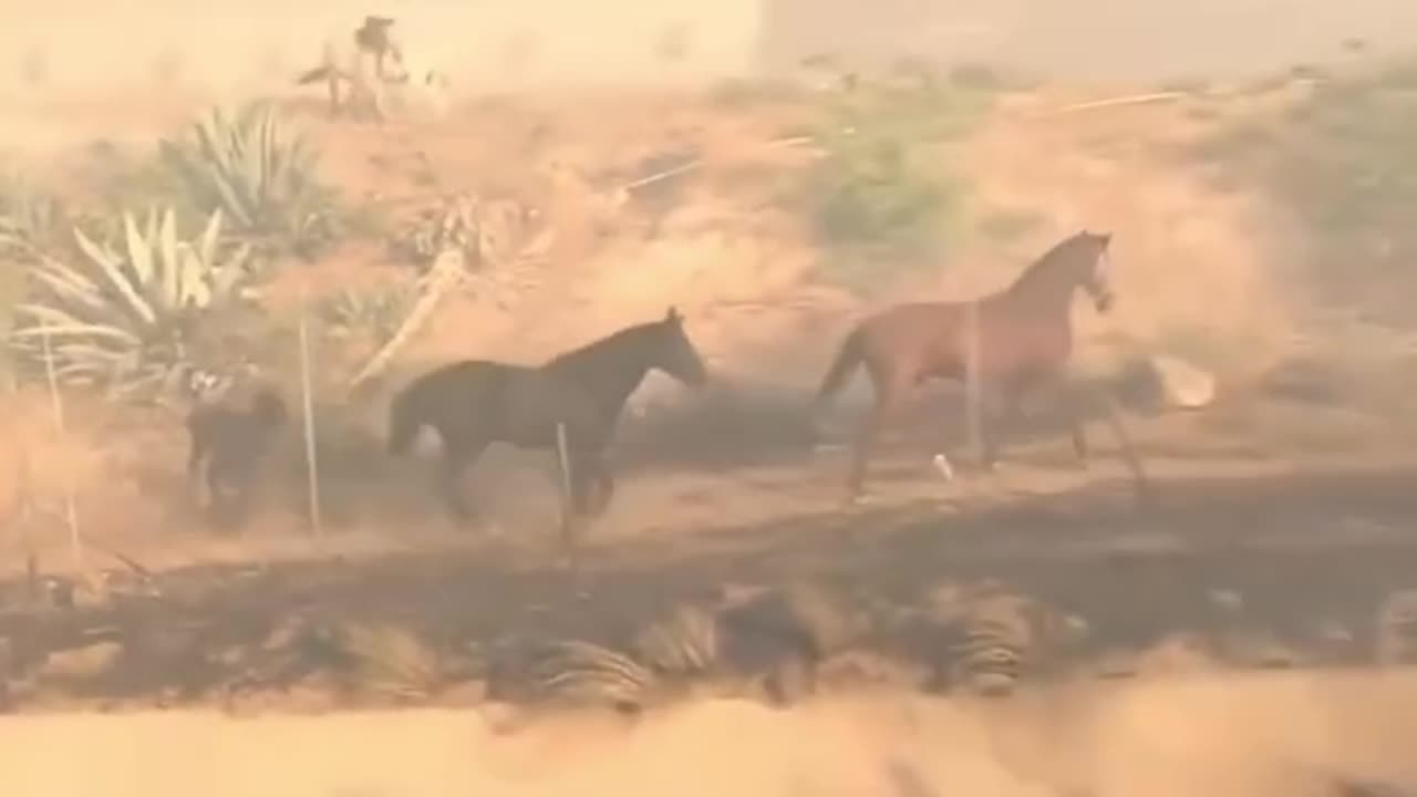 A horse braving the flames to go back and rescue two more horses from a raging fire