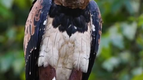 Hybrid harpy eagle / Ornate Hawk 🦅🔥