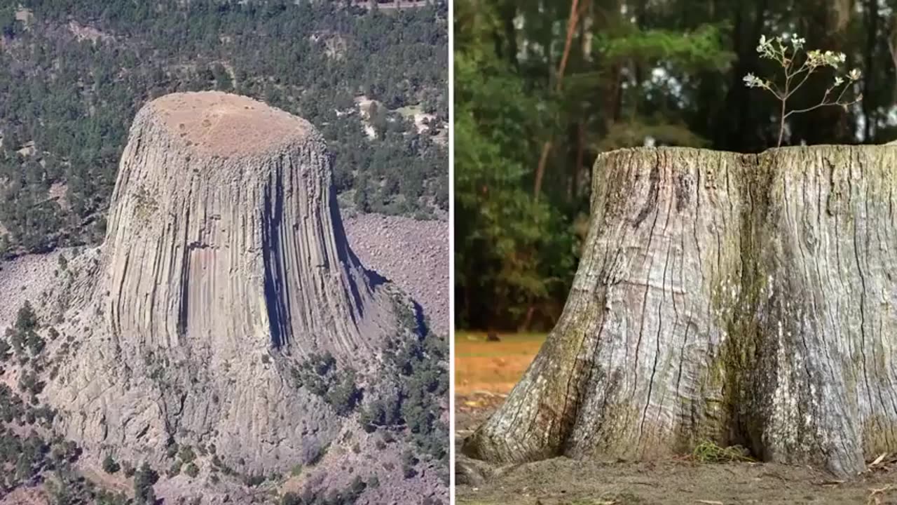 Giant Trees of Our Ancient Past