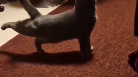 Funny animal videos with baby boy 🤣