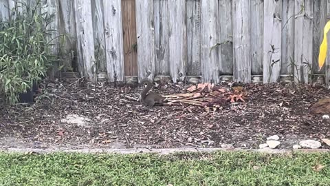 Blasian Babies Watch The Squirrels Scope Out Food Burial Spots As Fall Back Time Change Nears!