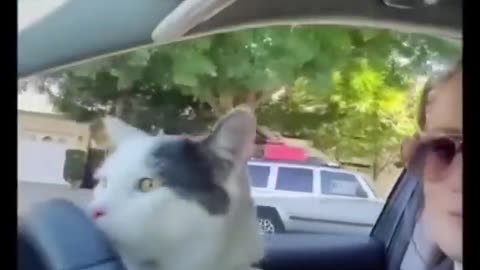 Funny cats #01