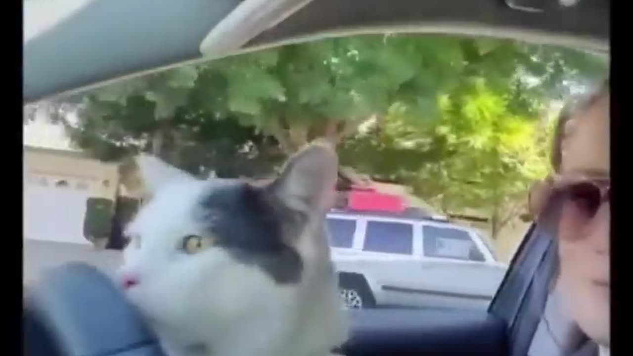Funny cats #01