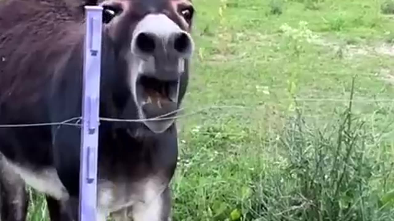 Animalfunny