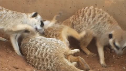 Meerkats Mass Brawl Part Two