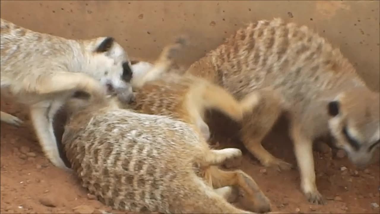 Meerkats Mass Brawl Part Two