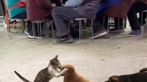 Ohh my sweety pets 😻🐶