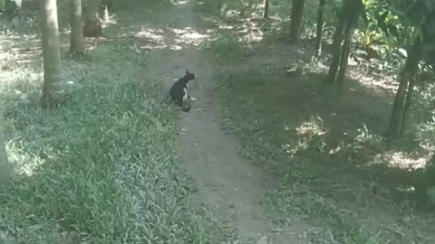 Real cat funn