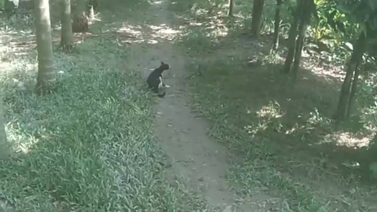 Real cat funn