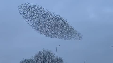 Mesmerizing Starling Murmuration