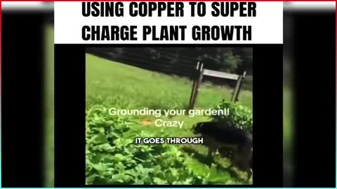 Demo of ancient method to supercharge plant growth...