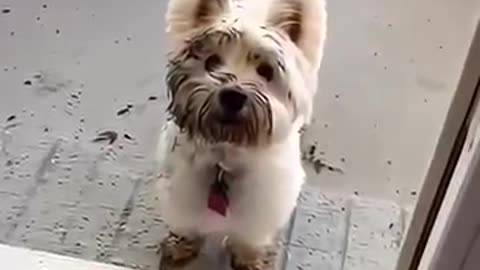 Hilarious Animal Antics: Crazy Moments You’ll Absolutely Love! 🐾😂 #Shorts002