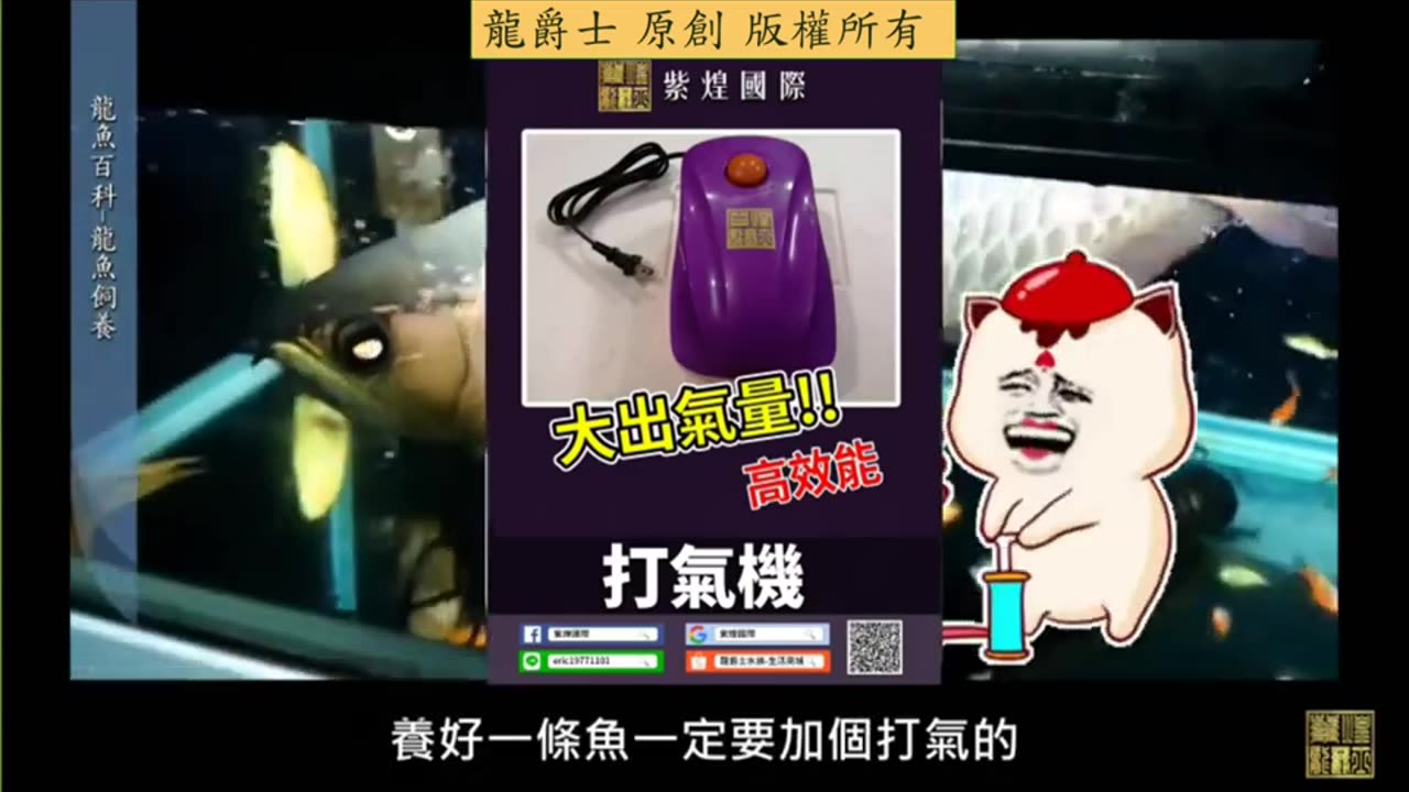 【龍爵士】龍魚百科 龍魚飼養