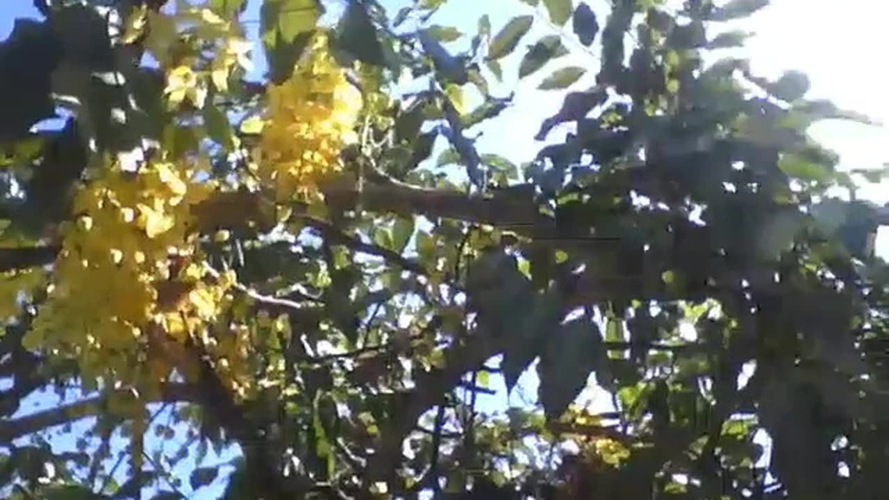 The sun flashes and shines brightly on the acacia tree and yelllow flowers [Nature & Animals]
