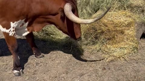 Samson the Longhorn Tossing Salad