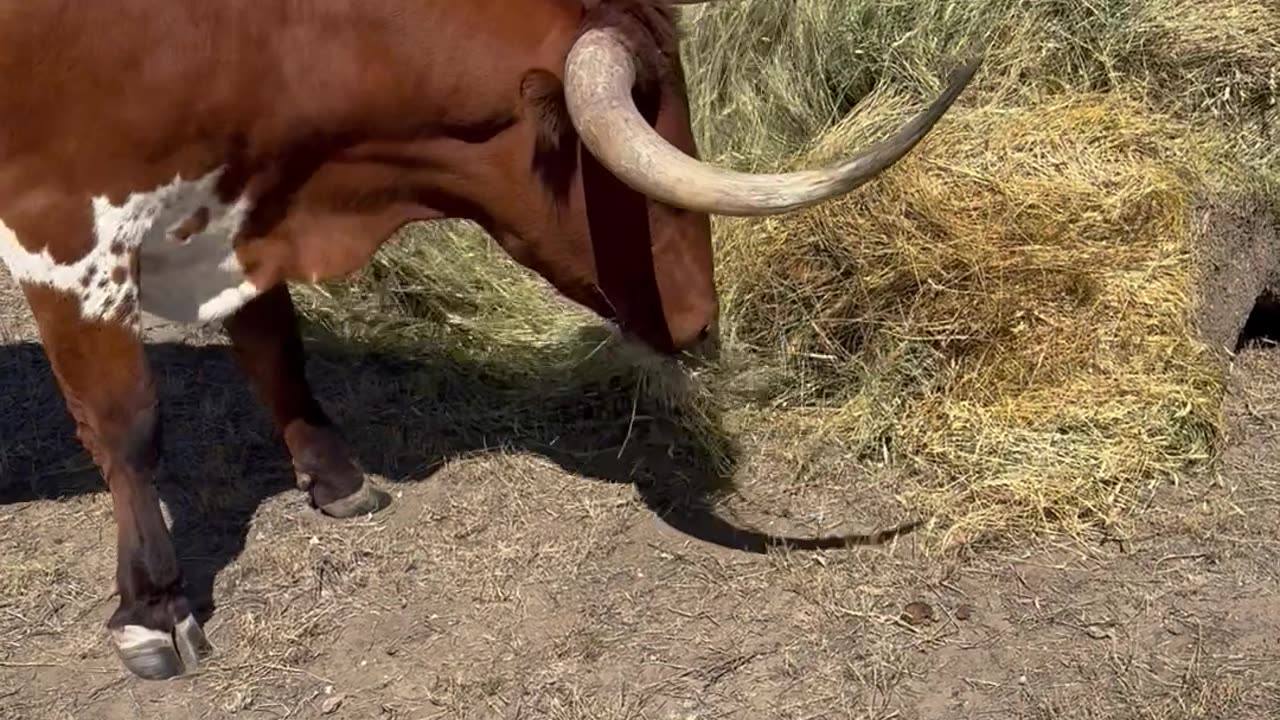 Samson the Longhorn Tossing Salad