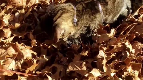 Merlin jumping into a pile of leaves