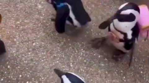 First day of school be like! 🐧📚