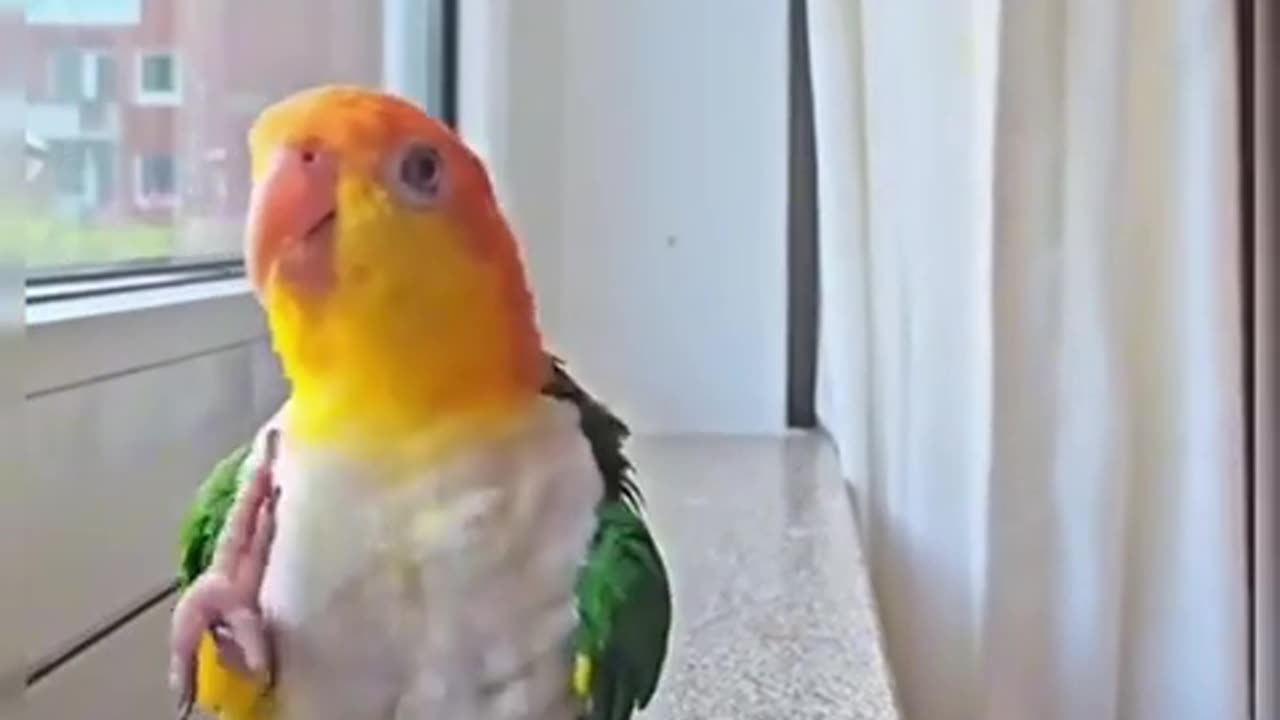 🎤🐦 Micheal Jackson Reincarnated in This Bird! | FunFM