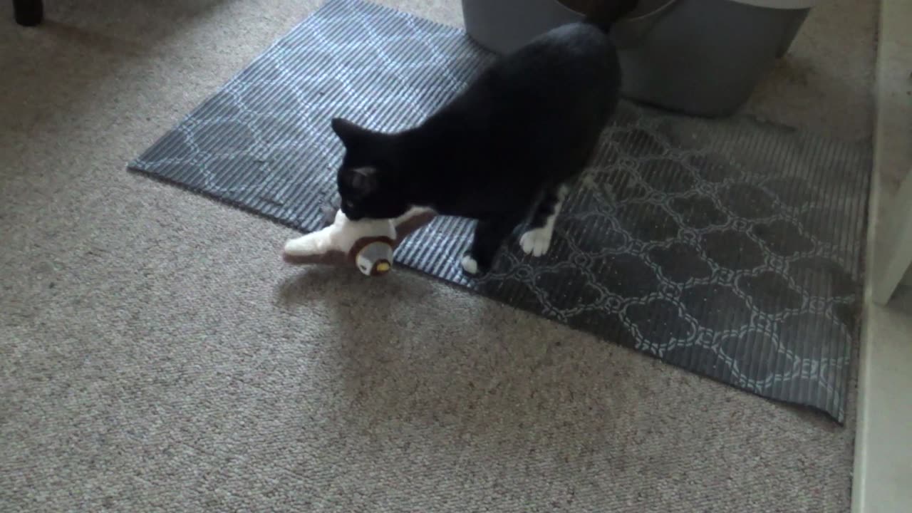 First Video Images of Cookie Cutter The Cat, Dearborn, Michigan, January 11, 2025