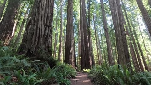 🌲 I Found Giant Trees Hiking America's West Coast 🌲