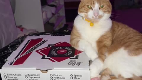 Italian Cat Protecting the Pizza