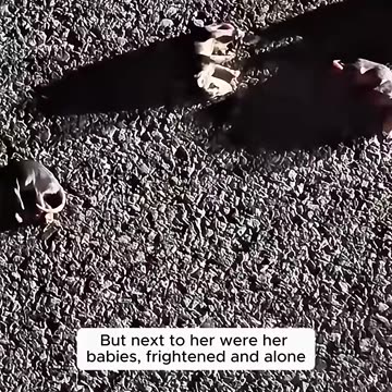 This family rescued baby possums and then raised them