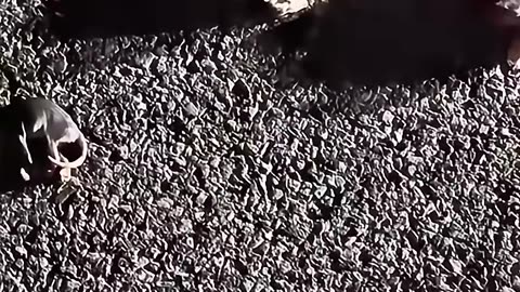 This family rescued baby possums and then raised them