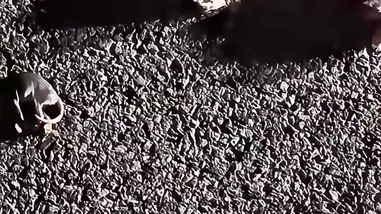 This family rescued baby possums and then raised them