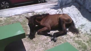 Foal is seen sunbathing near the beach, the mare is nearby [Nature & Animals]