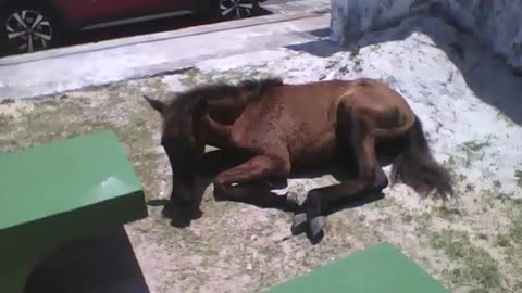 Foal is seen sunbathing near the beach, the mare is nearby [Nature & Animals]