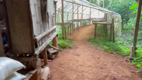 Two months volunteering on a coffee farm in Chiang Rai with the Lahu community - Part 2