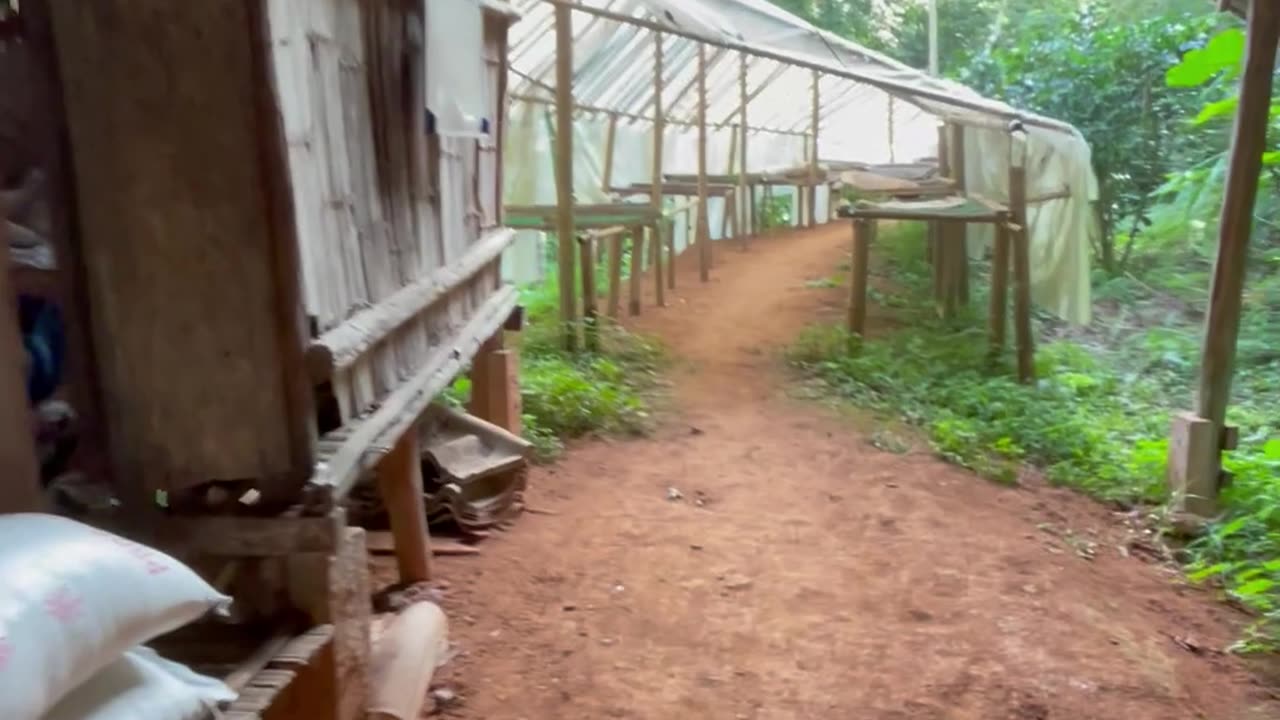 Two months volunteering on a coffee farm in Chiang Rai with the Lahu community - Part 2