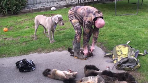 How to skin a possum 3 different ways
