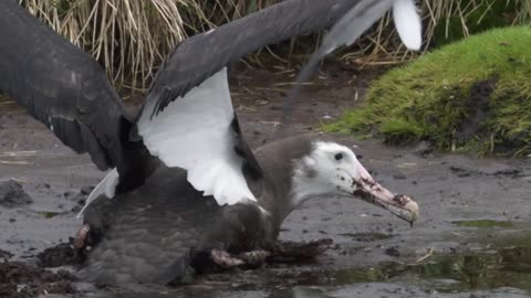Los animalitos de Andy - T01E14 - Volando