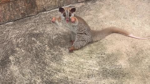 Fiesty Little Possum is Ready to Throw Hands