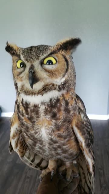 Watching Me Like a Great Horned Owl