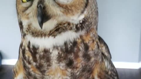 Watching Me Like a Great Horned Owl