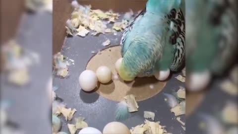 funny animal videos