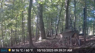 The Woods – 10/11/2025